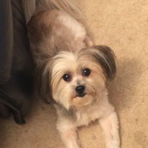 Meet your Posher, Angel